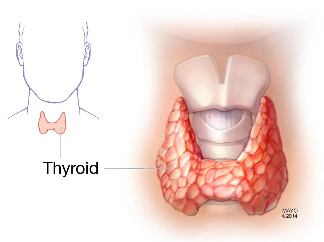 thyroid